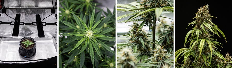 Koláž fází růstu rostliny konopí Orion F1 Autoflowering: sazenice pod pěstebním světlem, větvené listy, kvetení a zralé květy připravené ke sklizni.