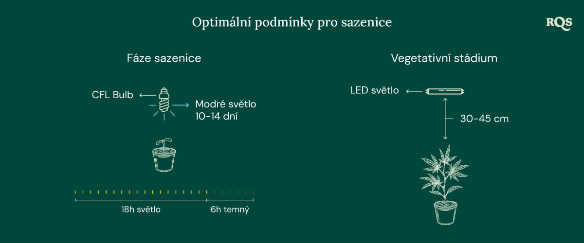 Light Conditions for cannabis seedling