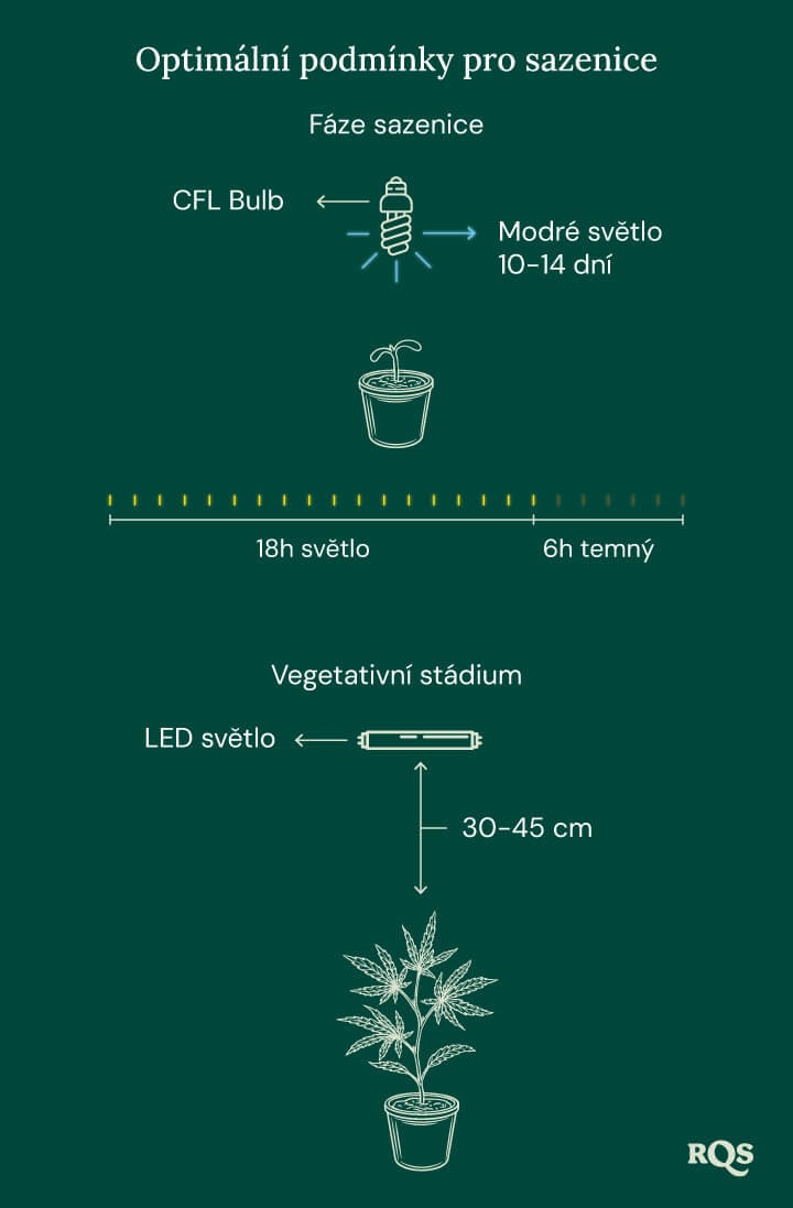 Light Conditions for cannabis seedling