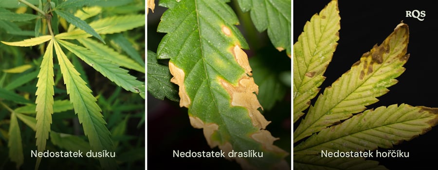 Listy konopí postižené nedostatkem dusíku, draslíku a hořčíku s výraznými vzory žloutnutí a hnědnutí. Týká se žloutnutí rostliny konopí odspodu nahoru a žlutých špiček listů konopí.