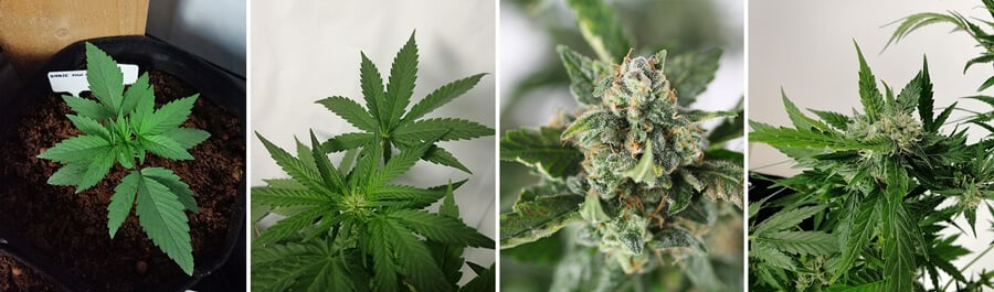 Koláž 4 fotografií rostliny Bubble Kush Auto konopí, ukazující mladou rostlinu, zdravé zelené listy a pryskyřičné, zralé květy.