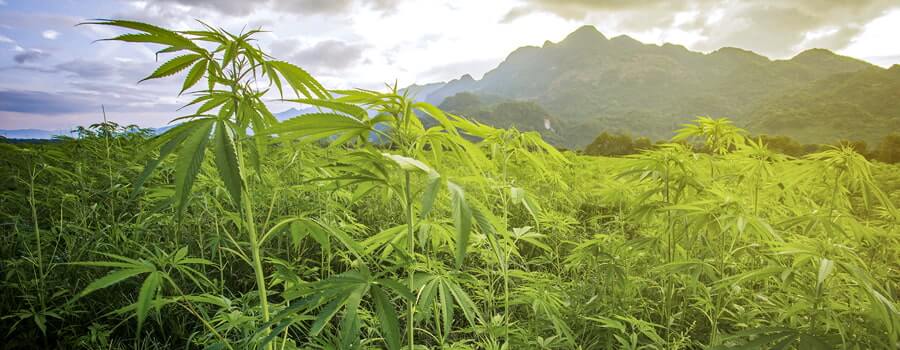 Cannabis Kush mountains
