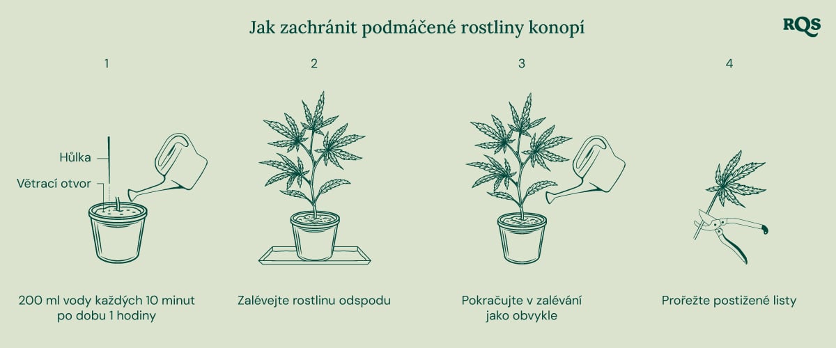 How to fix underwatered cannabis