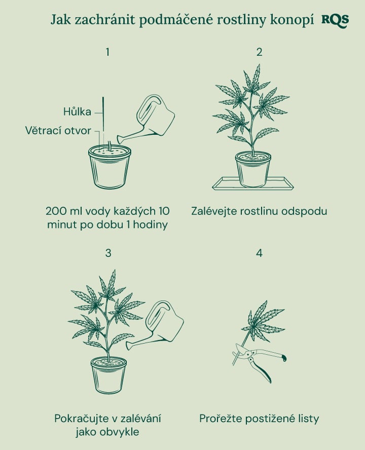 How to fix underwatered cannabis