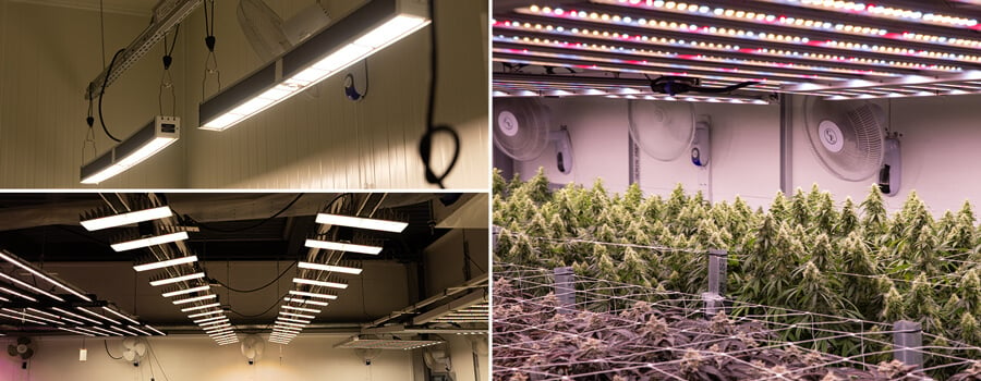 Cannabis Lighting