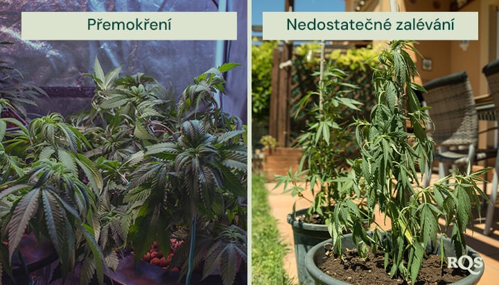 overwatering vs unerwatering cannabis