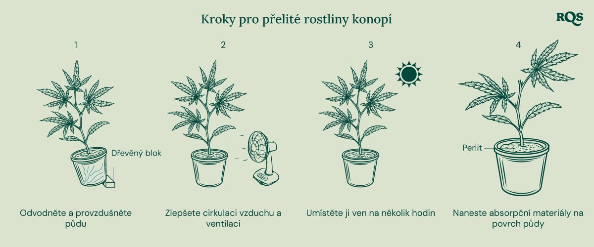 How to fix underwatered cannabis