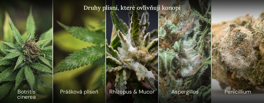 Kolekce obrázků ukazující různé druhy plísní, které mohou ovlivnit rostliny konopí. Zobrazené druhy plísní jsou Botrytis cinerea, padlí, Rhizopus a Mucor, Aspergillus a Penicillium.