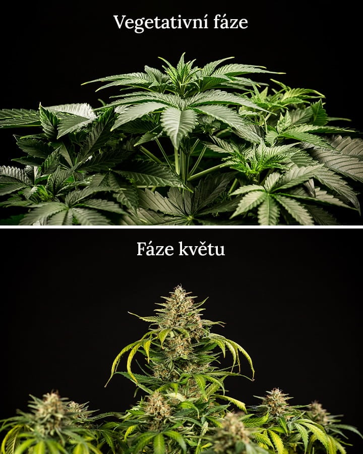 Veg vs flowering