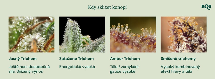 Vizuální průvodce sklizní konopí podle barvy trichomů. Ukazuje čtyři fáze: čiré trichomy (nedostatečně silné), mléčné trichomy (energetický účinek), jantarové trichomy (tělesný/sedativní účinek) a smíšené trichomy (vyvážený tělesný a duševní účinek).