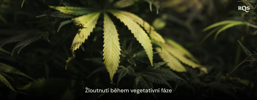 Listy konopí žloutnoucí během vegetační fáze, zdůrazňující příznaky nedostatku živin nebo problémů se zavlažováním. Týká se žlutých listů hlavních listů během vegetace.