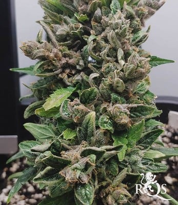 Royal Bluematic Royal Bluematic